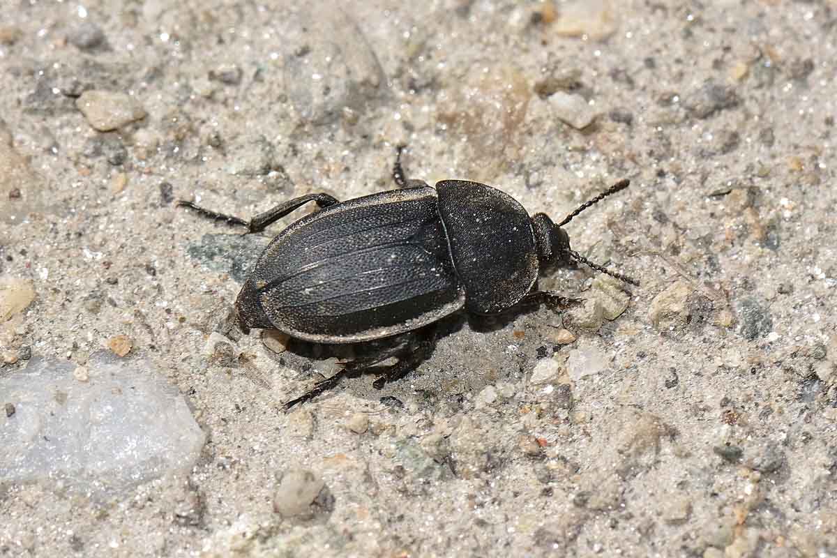 Silpha tristis? Forse S. obscura, Silphidae.